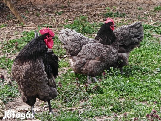 australorp kék 