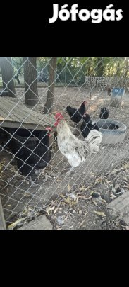 australorp tojás