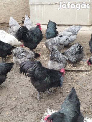 ausztralorp napos csibe