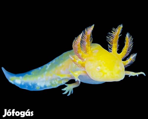 axolotl növendekek