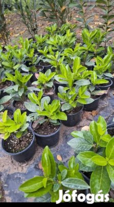 babérmeggy, selyemakác, leylandi ciprus, piros ribizli 