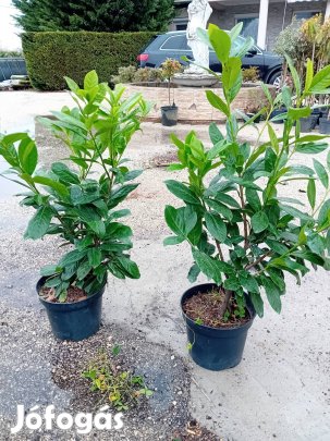 babermeggy novita 60-70  cm