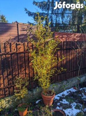 bambusz (nagy cserépben)