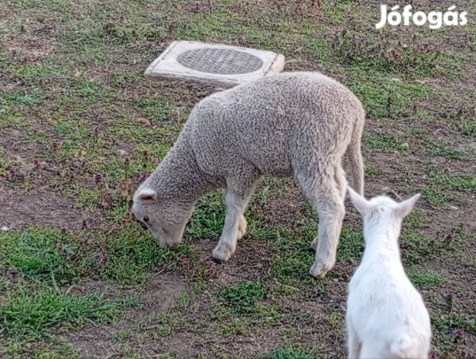 bárány eladó!