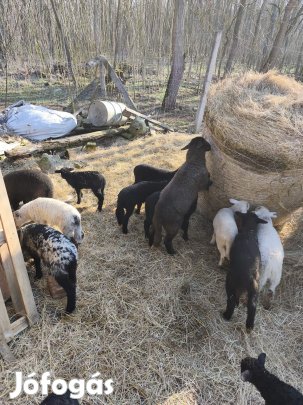 bárányok 18 20 kgosak csere érdekel.