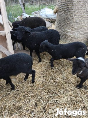 bárányok 18 20 kgosak vágásra továbtartásra 