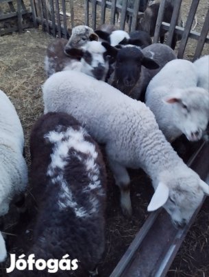 bárányok eladók 