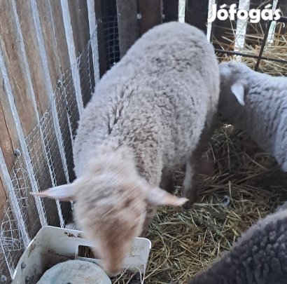 barányok költöznének.