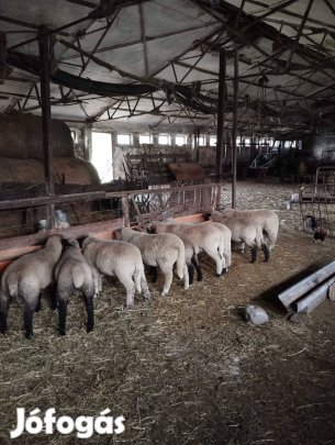 bárányokat tokjókat kis kosokat felvásárlok