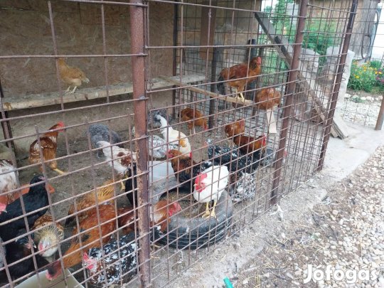baromfik ,tojó tyúkok,kakas igazi tanyasiak  eladó v  cserélhetők