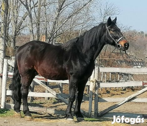 bekocsizot belovagolt herélt