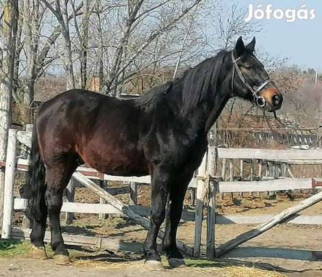 bekocsizot belovagolt hobbi herélt ló 