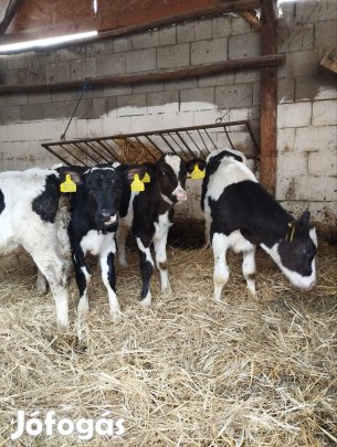 bika borjúk eladók