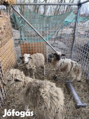 birka 4db csere érdekel.