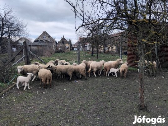 birka bárány eladó 
