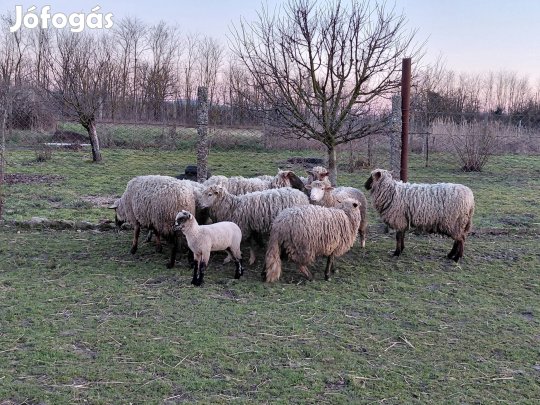 birka nyirót keresek