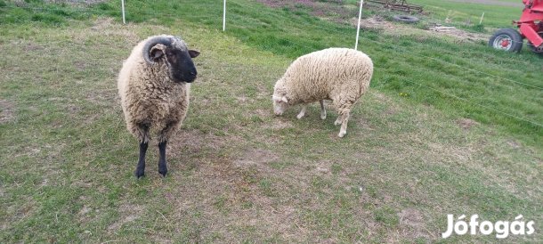 birka pár 1 évesek.