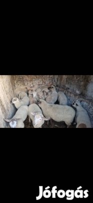 birkát - kecskét- bárányokat veszek