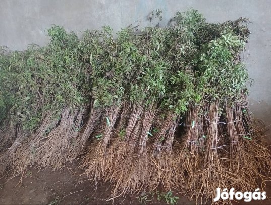 bodza csemete eladó