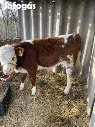 borju űszö magyartarka