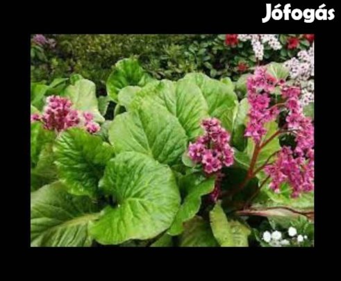 bőrlevél rózsaszín (télálló)