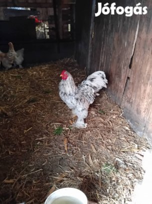 bráma család eladó