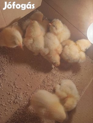bráma csirkék foglalható!