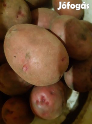 burgonya eladó Balatoni rózsa,vető méretű 