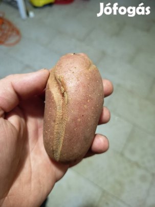 burgonya szépséghibás