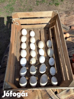 bütykos liba, pulyka tenyész tojás 