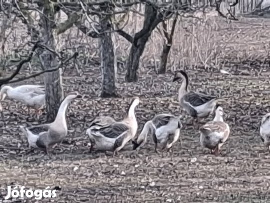 bütykös liba eladó