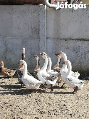 bűtykős liba tojás 