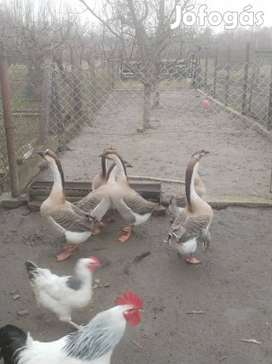 bütykös ludak eladók!