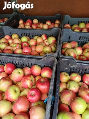 cefre alma eladó Újpesten takarmányalma cefrealma takarmány alma