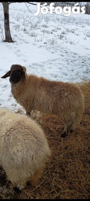 cigaja bárány birka juh