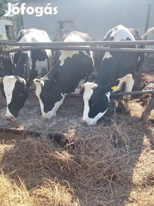 családi gazdaságból tehén tej/ néha bika borjú is/