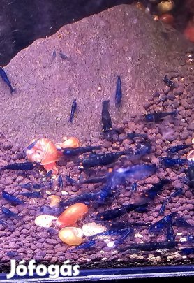 csapvizes garnéla. Blue demon színváltozat