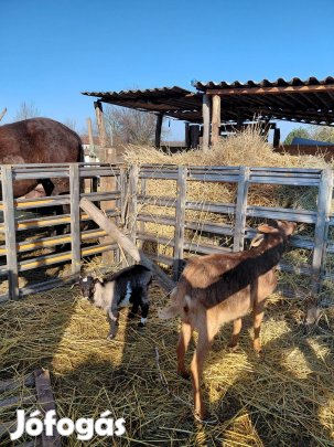 cserélhető bárányra szénára