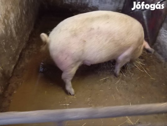 cserélhető herelt kan,birka, takarmány, malac