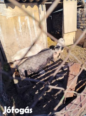 cserélhető malacok 