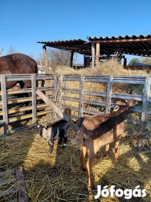 cserélhető széna vagy lucerna bálára 