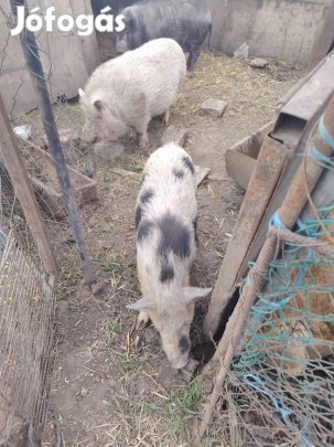 cserélhetők pónira 