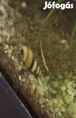 csigaevő csiga