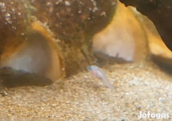 csigasügérek eladóak