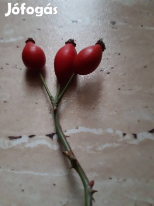 csipkebogyo eladó 