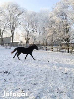 csődör csikó eladó