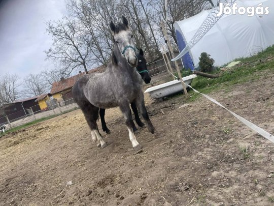 csődör csikó eladó 