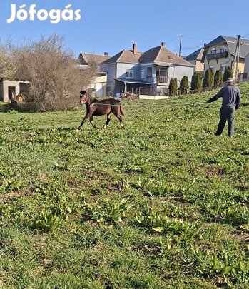 csődör csikok gazdát keresnek