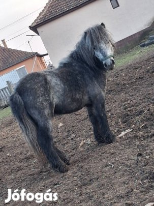 csődör póni eladó 