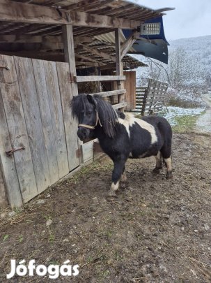 csődör póni tarka pici szelíd fekete